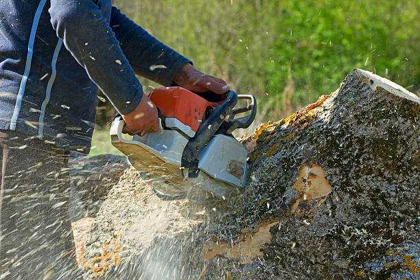 Daingerfield, TX Tree Service Company